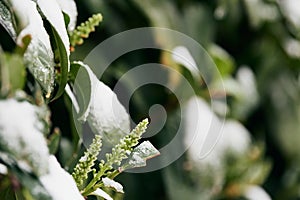 Laurel Laurus Nobilis green leaves and buds