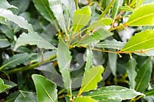 Laurel laurus nobilis lauraceae leaf close up