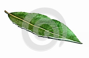 Laurel leaf