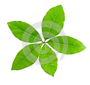 Laurel leaf