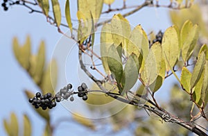 Laurel Leaf Greenbrier vine and berries