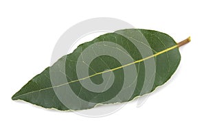 Laurel leaf