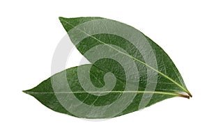 Laurel leaf isolated on white background. Fresh bay leaves. Top view