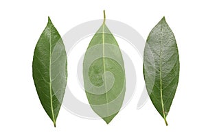 Laurel leaf isolated on white background. Fresh bay leaves. Top view