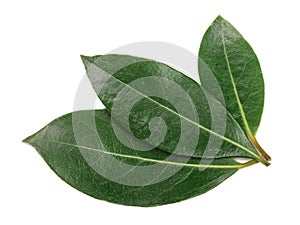 Laurel leaf isolated on white background. Fresh bay leaves. Top view