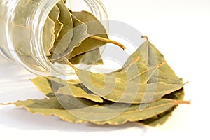 Laurel leaves