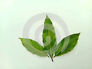 Laurel leaves, fresh green on a white background.