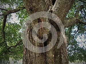 Laurel oak tree, Florida