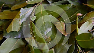 Laurel plant leaves