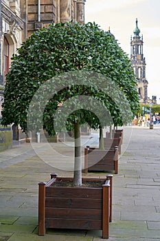 Laurel tree as a decoration on the BrÃ¼hlsche Terrasse
