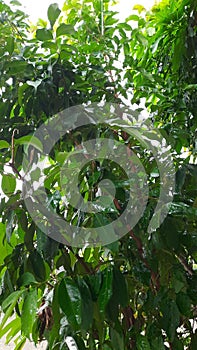 The laurel tree is drenched in raindrops