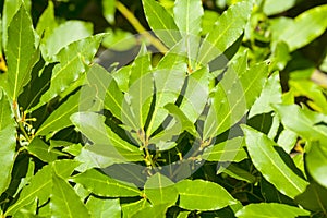 Laurel tree leaves, aromatic spice.