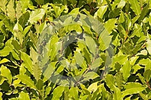 Laurels noble. A bay leaf. photo