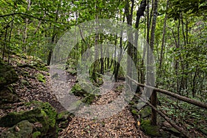 Laurelsilva forest of Los Tilos, La Palma, Canary Island, Spain