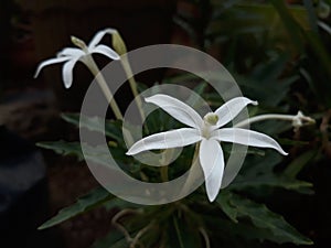 Laurentina longiflora flower or kotolod flower or jangar flower