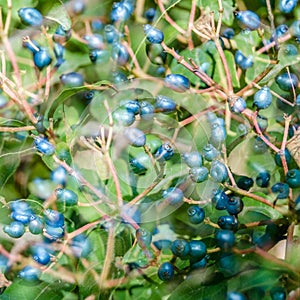 Laurestine plant fruit