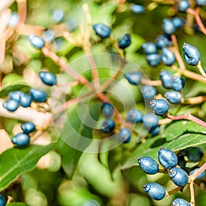 Laurestine plant fruit