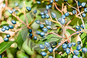 Laurestine plant fruit