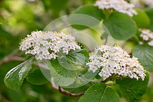 Laurestine Viburnum rugosum, cyme of creamy-white flowers