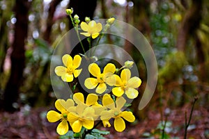 Laurisilva forest in  Tenerife, Anaga