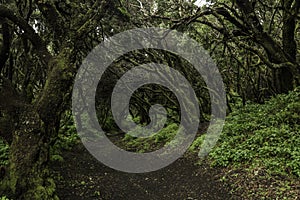 Laurisilva forests on El Hierro, fairytale forests with exceptional moss-covered trees in their humid climate are more than worth photo