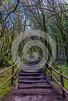 Laurisilva rainforest at Garajonay national park at La Gomera, Canary Islands, Spain