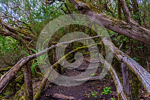 Laurisilva rainforest at Garajonay national park at La Gomera, Canary Islands, Spain photo