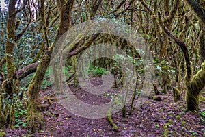 Laurisilva rainforest at Garajonay national park at La Gomera, Canary Islands, Spain photo