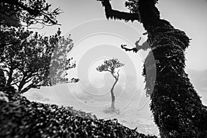 Laurisilva tree framed in Fanal Forest photo