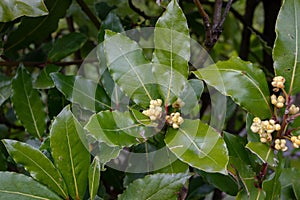 Laurus nobilis or bay tree flowering branch photo