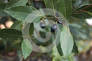 Laurus nobilis branch