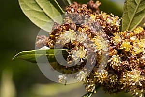 Laurus nobilis, Grecian laurel or sweet true laurel is an aromatic evergreen tree or large shrub with green