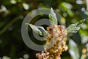 Laurus nobilis, Grecian laurel or sweet true laurel is an aromatic evergreen tree or large shrub with green