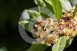 Laurus nobilis, Grecian laurel or sweet true laurel is an aromatic evergreen tree or large shrub with green