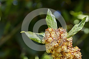 Laurus nobilis, Grecian laurel or sweet true laurel is an aromatic evergreen tree or large shrub with green