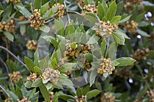 Laurus nobilis, Grecian laurel or sweet true laurel is an aromatic evergreen tree or large shrub with green