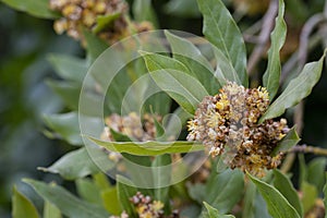 Laurus nobilis, Grecian laurel or sweet true laurel is an aromatic evergreen tree or large shrub with green