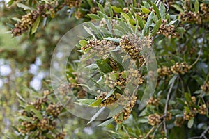 Laurus nobilis, Grecian laurel or sweet true laurel is an aromatic evergreen tree or large shrub with green