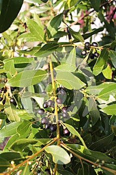Laurus nobilis with his black fruits photo