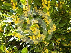 Laurus nobilis - Laurel on bloom in springtime photo