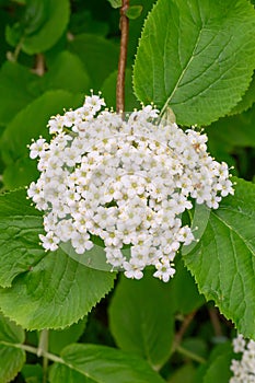 Laurestine Viburnum rugosum, a cyme of creamy-white flowers photo