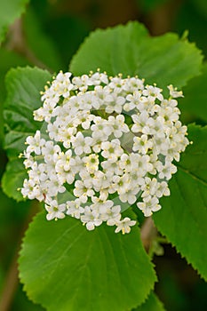 Laurestine Viburnum rugosum, cluster of creamy-white flowers photo