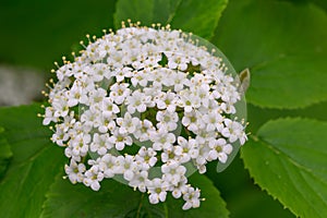 Laurestine Viburnum rugosum, cyme of white flowers photo