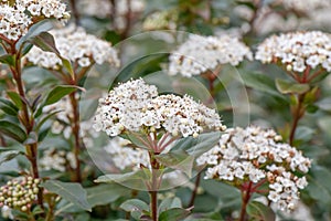 Laurustine Viburnum tinus, cymes of white flowers photo