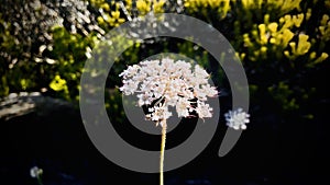 Viburnum tinus laurustinus or laurustine close up. warm tone. photo