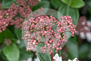 Laurustinus Viburnum tinus, tiny reddish buds photo