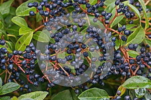 Laurustine Viburnum tinus, cymes of metallic-blue fruit photo