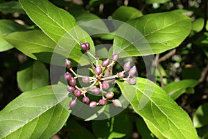 Laurustinus or laurustinus Viburnum or Laurestine