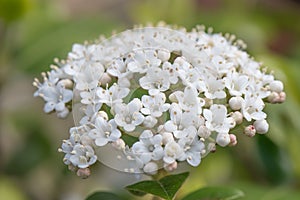 Laurustinus Viburnum tinus, tiny white flower cluster photo