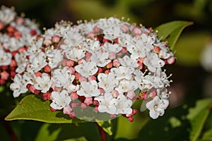 Laurustinus, Viburnum tinus photo